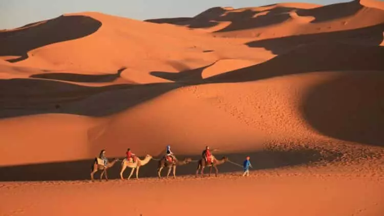 Caravane de dromadaires traversant les dunes du désert marocain au coucher du soleil.