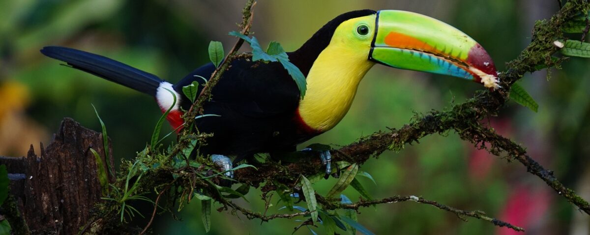 Toucan coloré dans la jungle du Costa Rica au printemps