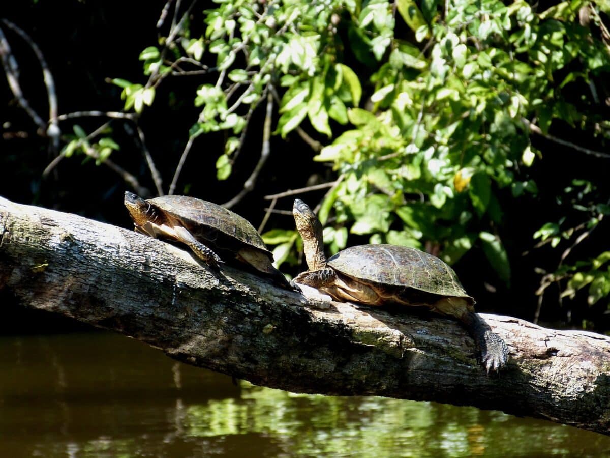 aventure guidée au cœur de la nature costaricaine