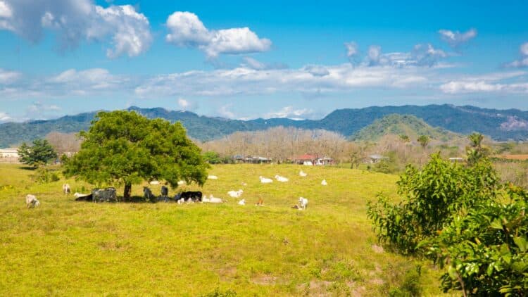 Prairie avec un troupeau de bovins près de Tambor, entourée de montagnes au Costa Rica.