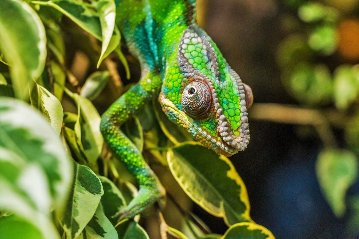 découverte de la biodiversité nosy bé