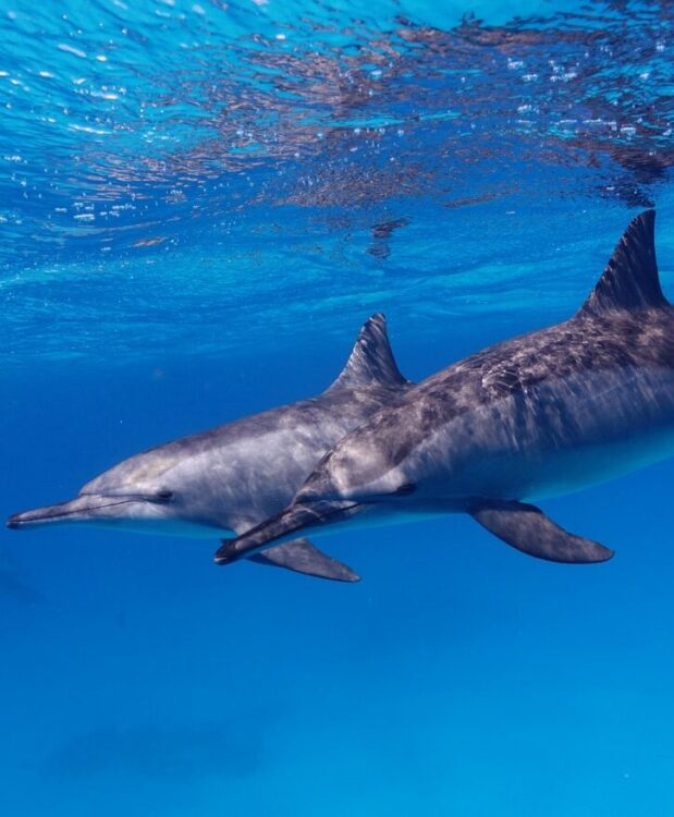 dauphins-egypte-nage-masque-tuba