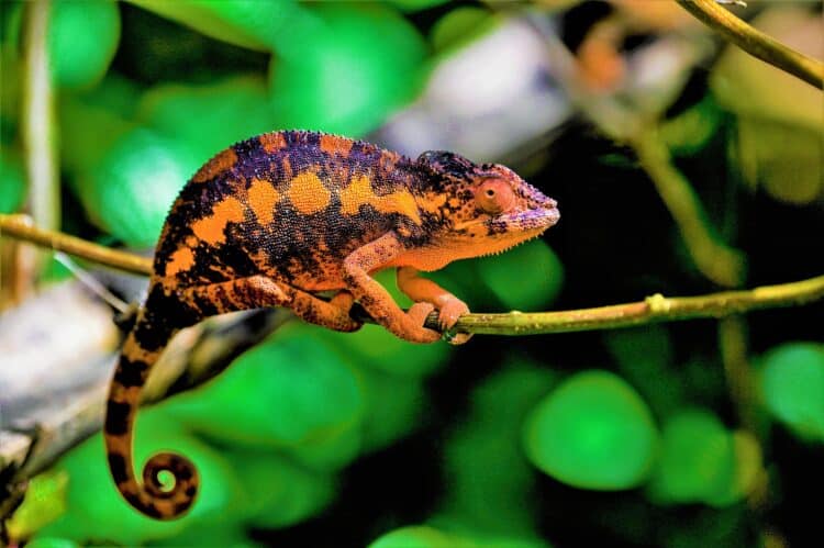 madagascar caméléon séjour nature sauvage