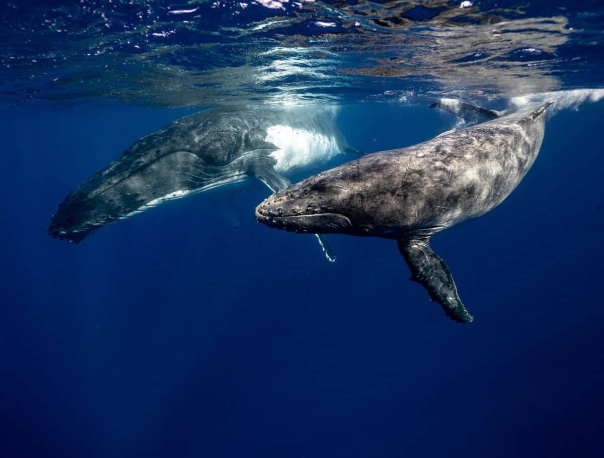observation baleine tassoudac canada
