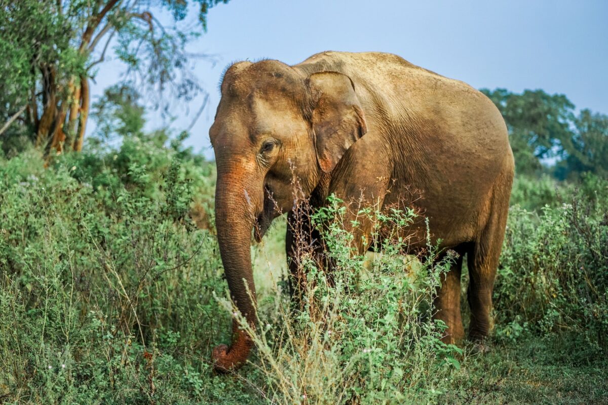 ou voir des éléphants sauvages