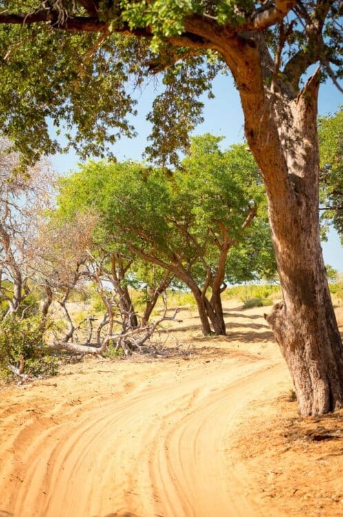 Piste de safari traversant le parc national de Chobe au Botswana.