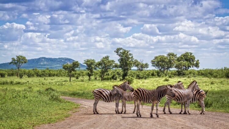 Zèbres traversant une piste dans le parc national Kruger en Afrique du Sud.