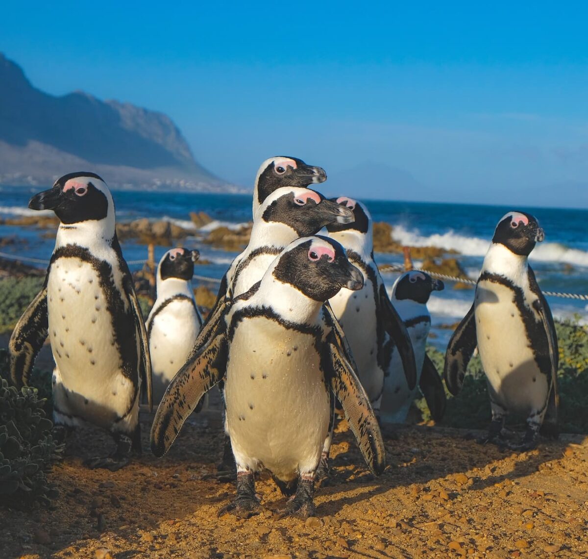photographie animalière en afrique du sud