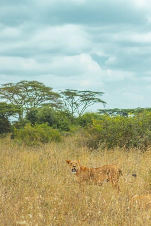 photographies de la réserve de chasse de chobe