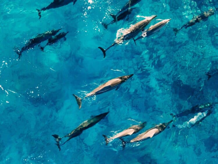 voyage egypte dauphins