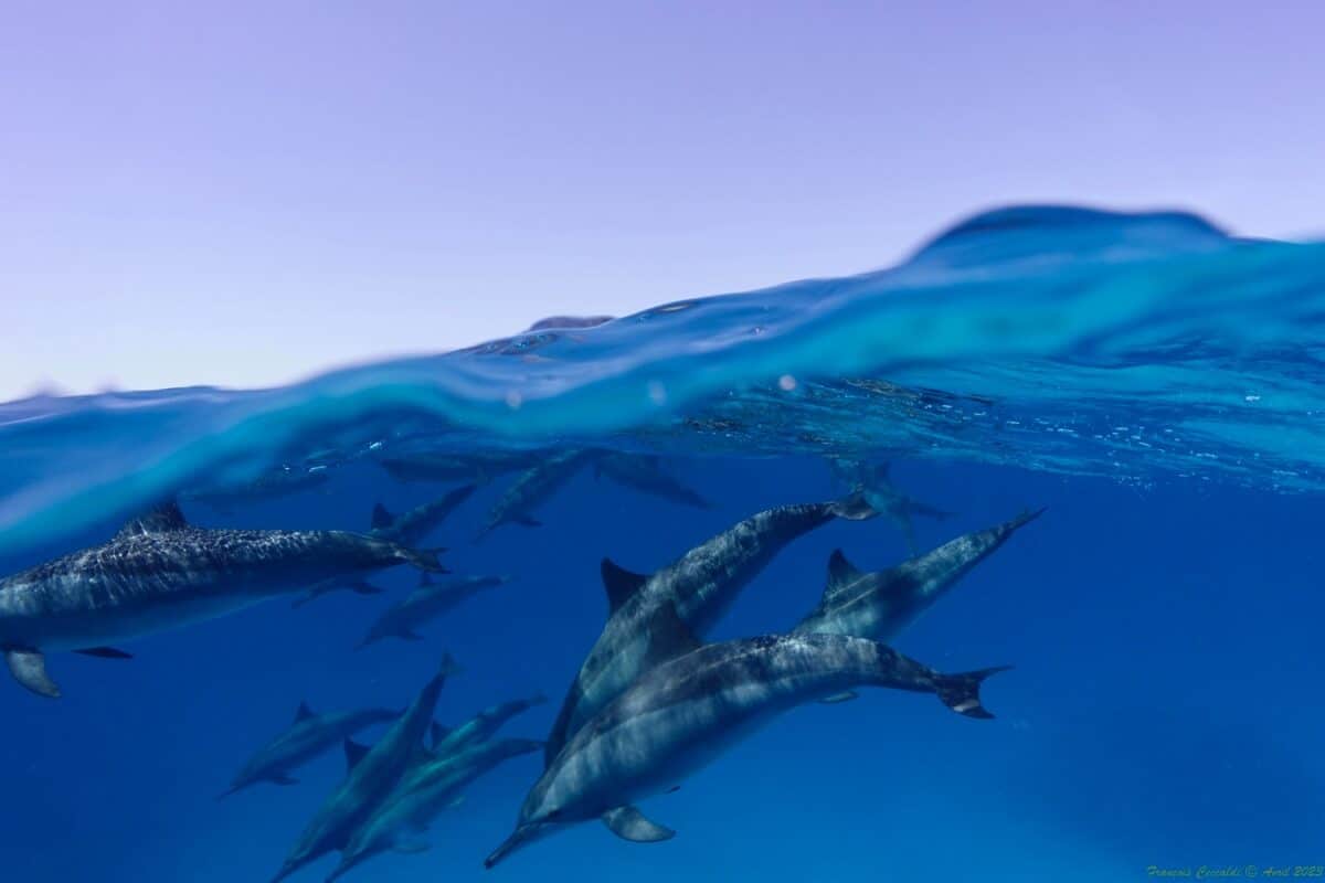 voyage égypte mer rouge dauphins