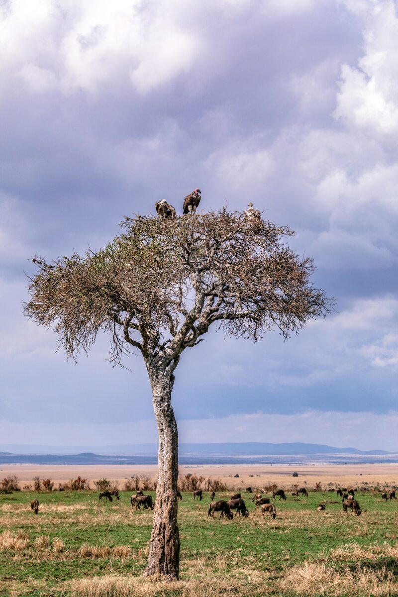 voyage le roi lion
