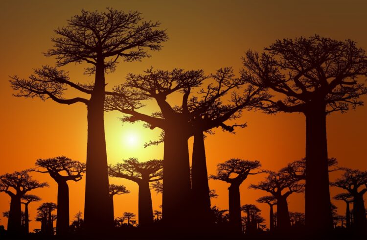 Allée des baobabs à Madagascar au coucher du soleil, site emblématique et incontournable d’un voyage sur l’île rouge.