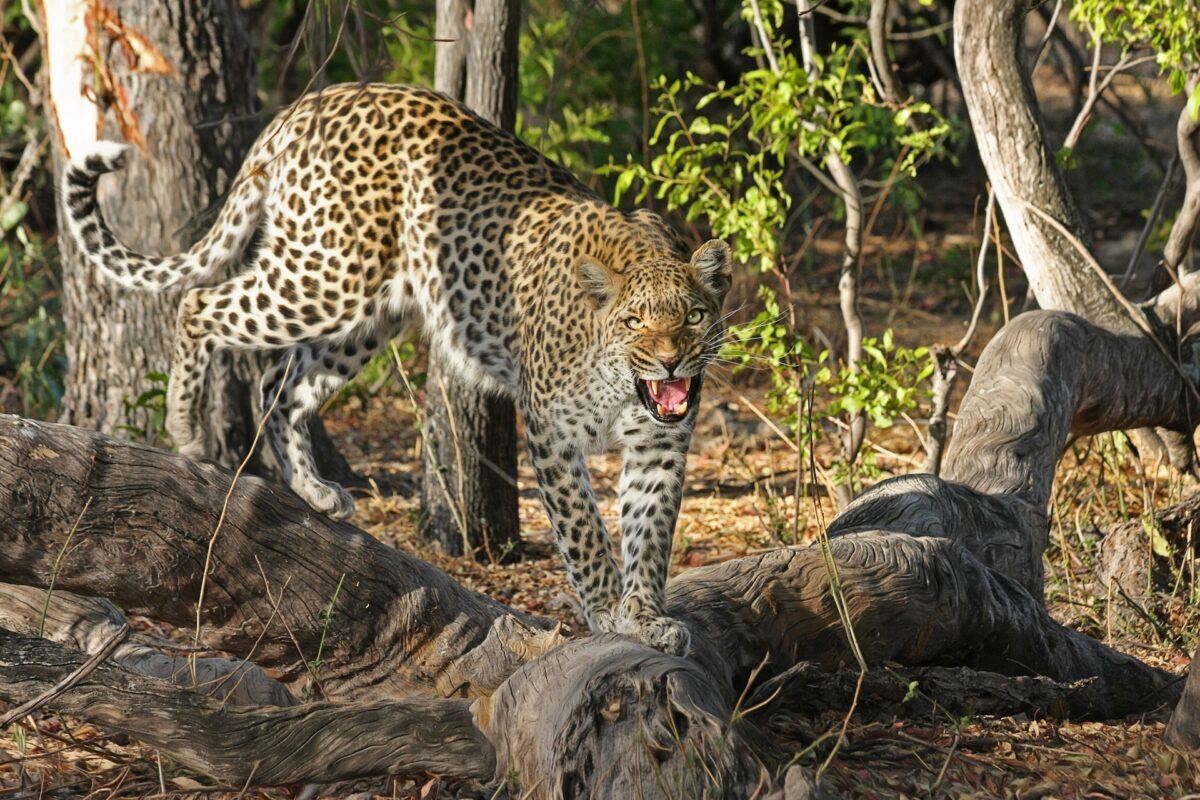 voyage safari en afrique animaux sauvage