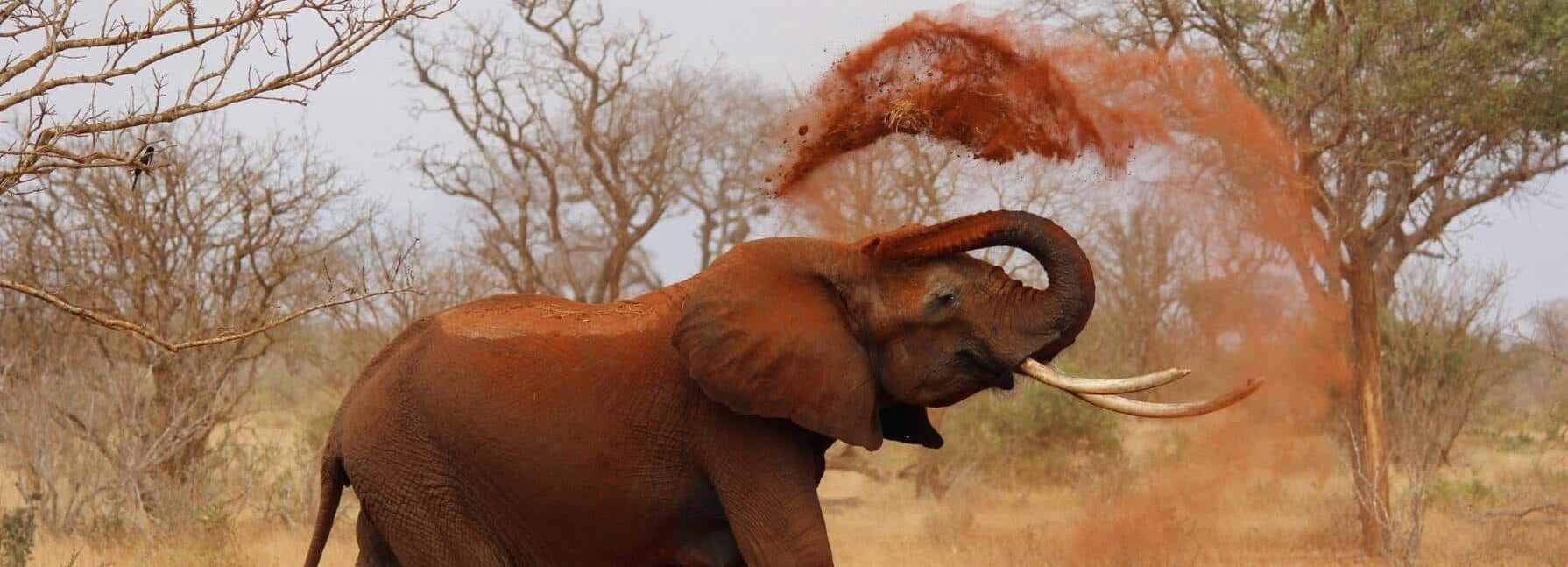 photographies de safari au kruger national park