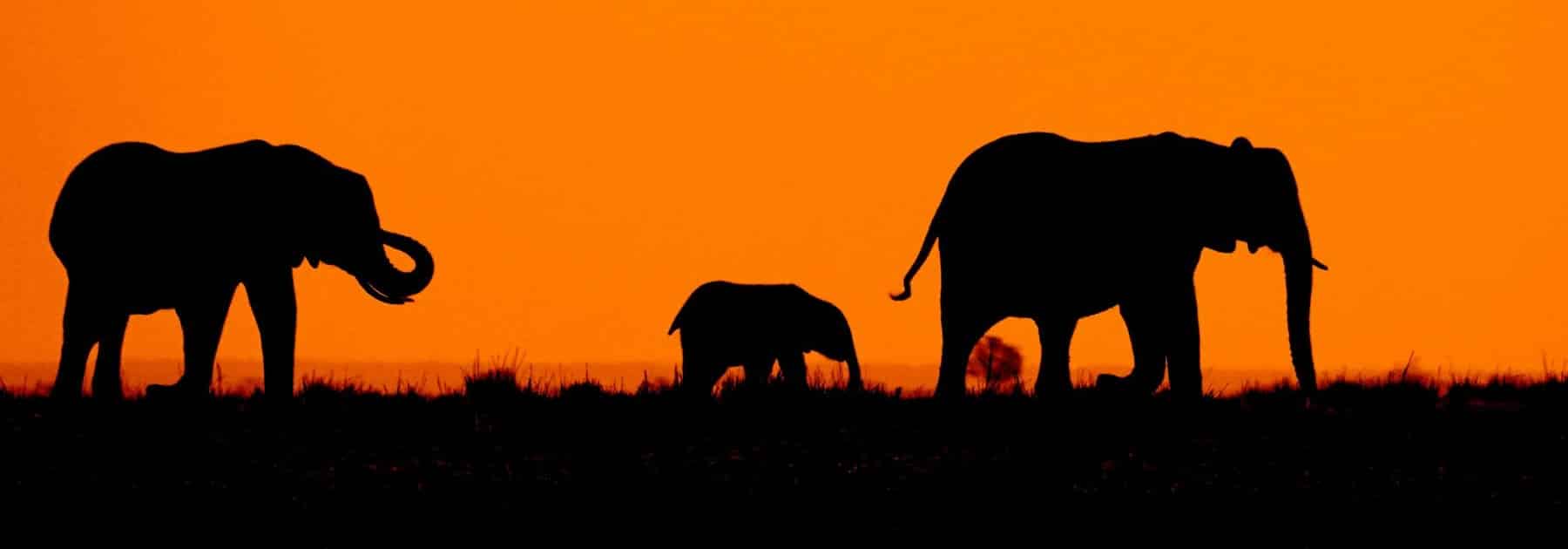 safaris éléphants voyage au botswana