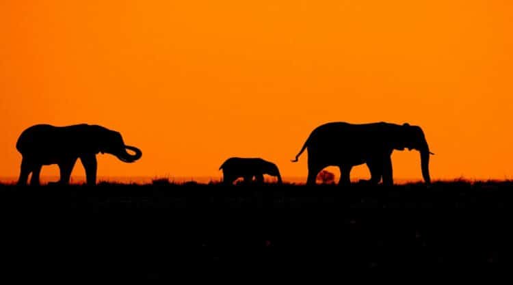 safaris éléphants voyage au botswana