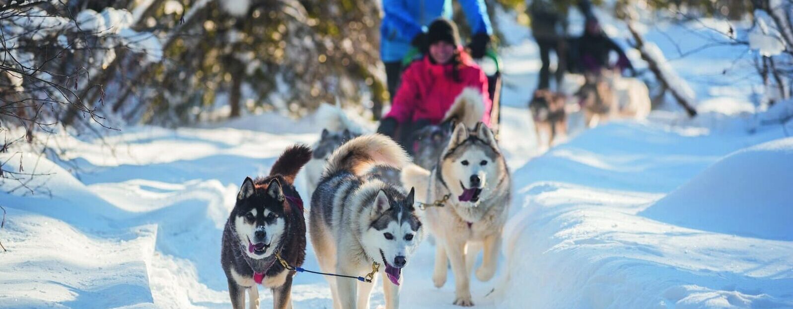 séjours chiens de traineaux et nuitées en igloo canada