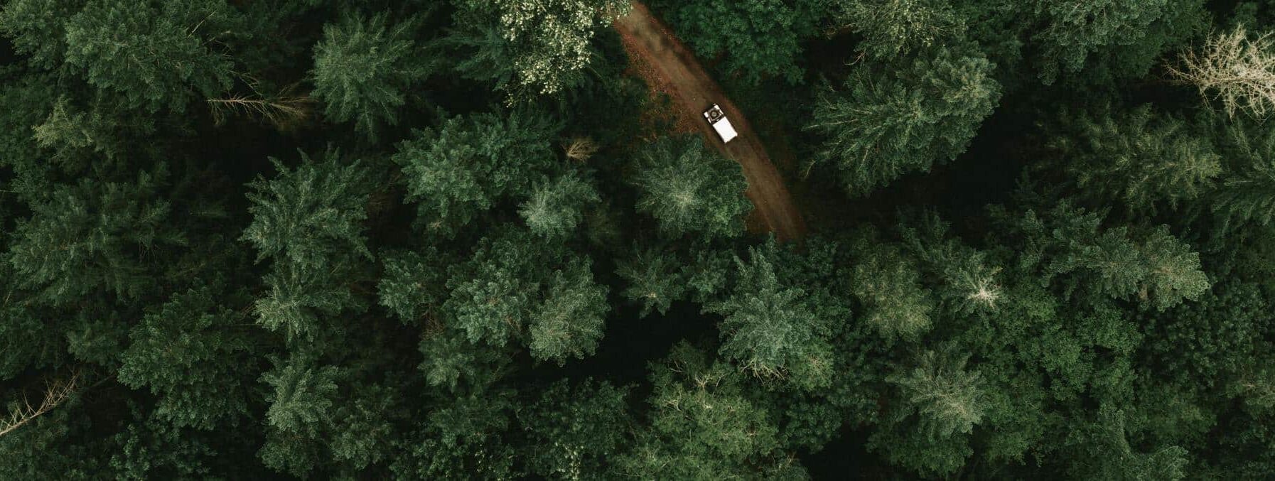 escapade naturelle en solo chemin forestier