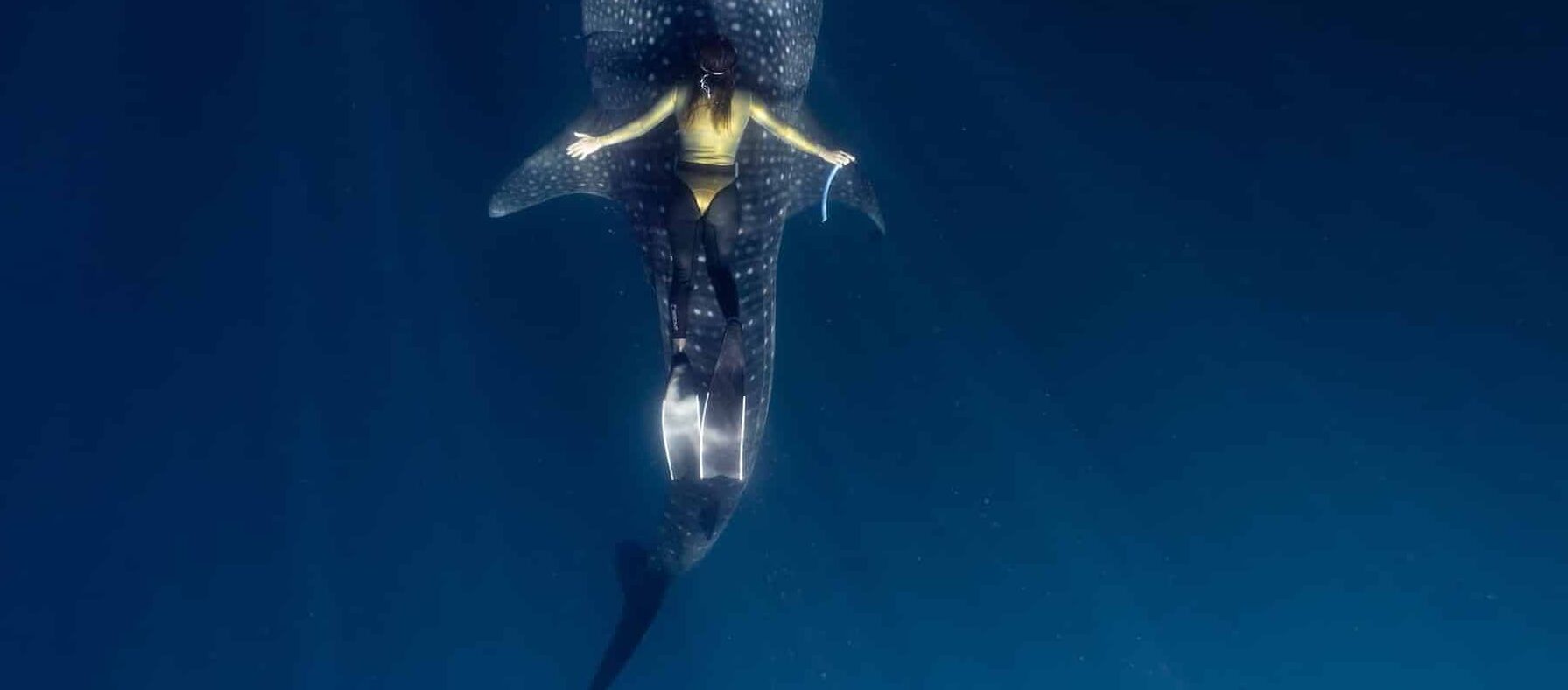 observation faune sous marine respectueux environnement