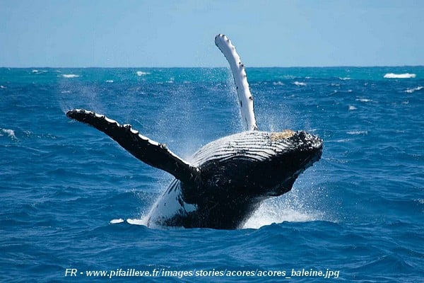 acores baleineb