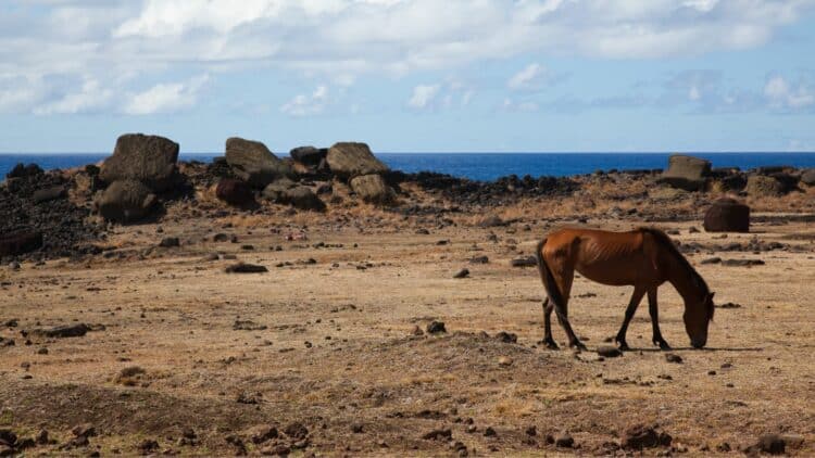 Cheval sauvage sur le site archéologique de Rapa Nui