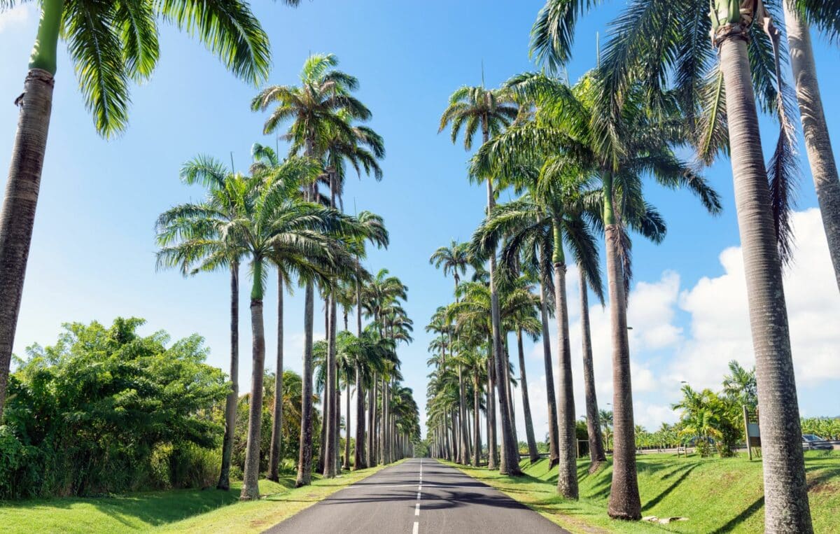 L'Allée Dumanoir en Guadeloupe, une route bordée de majestueux palmiers royaux.