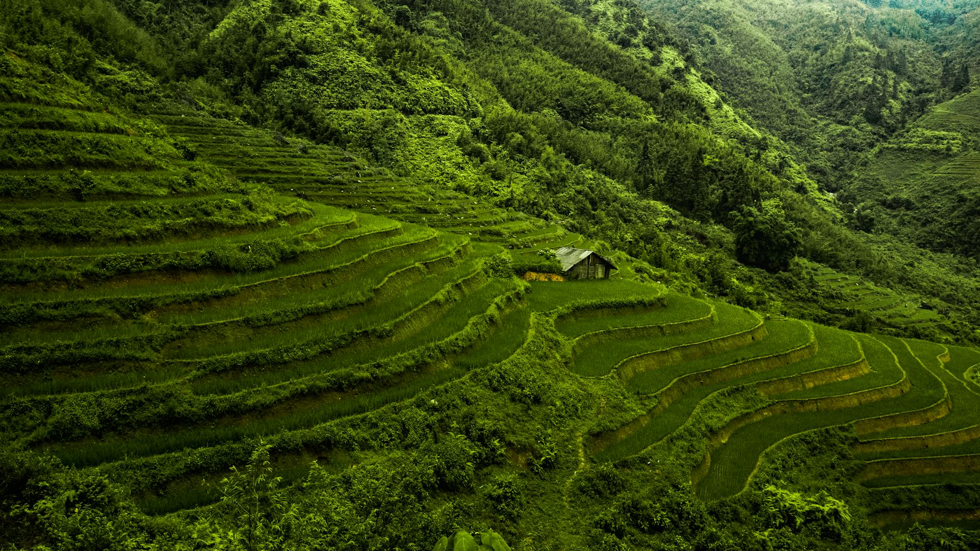 Paysage de rizières en terrasses verdoyantes à Cai Be, Vietnam