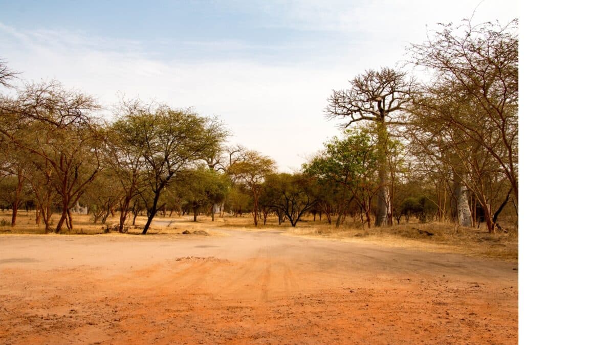 Paysage de brousse sénégalaise avec des arbres dispersés