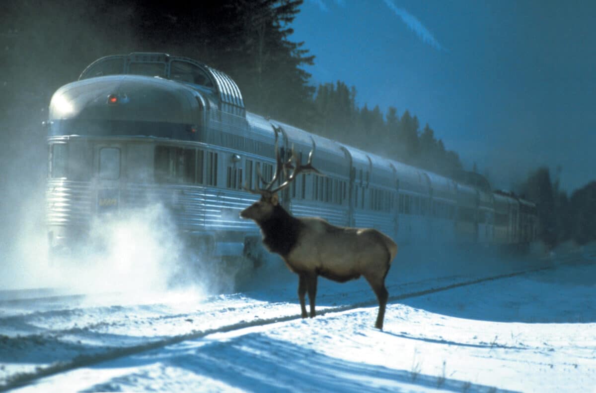 Train Le Canadien traversant les paysages enneigés du Canada avec observation de la faune sauvage près de Jasper