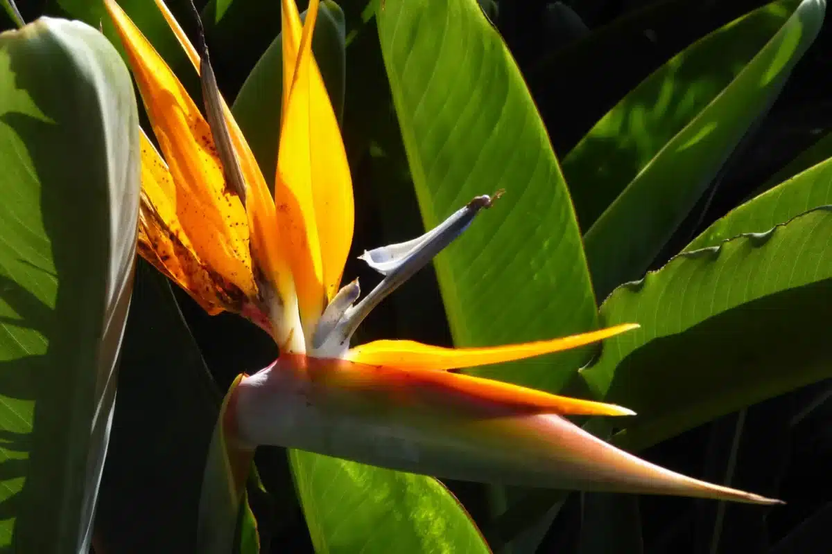 Fleur d’oiseau de paradis (strelitzia) emblématique de la flore de Madère.