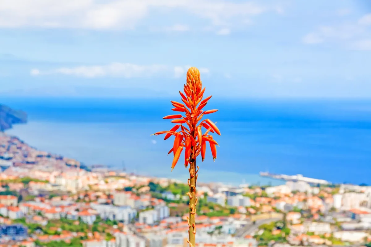 Vue panoramique sur Funchal avec fleur orange au premier plan.