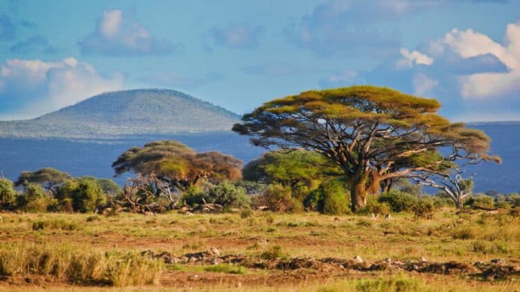Paysage de savane en Afrique australe avec acacias et collines en arrière-plan sous un ciel lumineux.