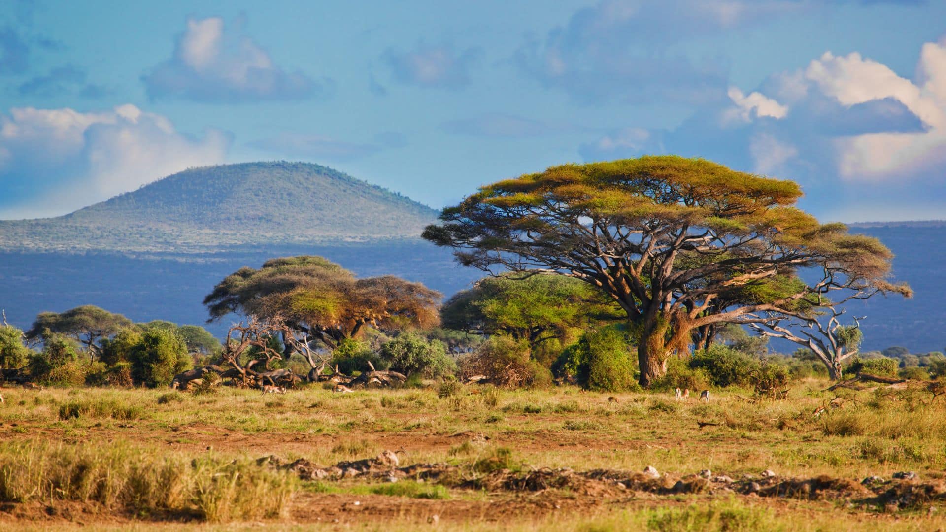 Paysage de savane en Afrique australe avec acacias et collines en arrière-plan sous un ciel lumineux.