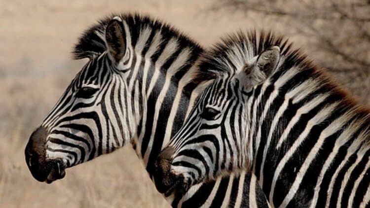 Deux zèbres côte à côte dans une plaine de savane en Afrique australe.