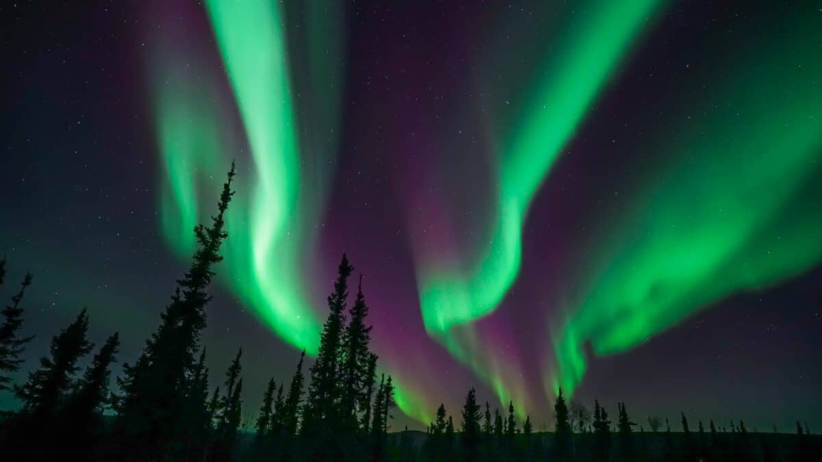 Aurore boréale verte et violette illuminant le ciel nocturne au-dessus d’une forêt en Alaska.