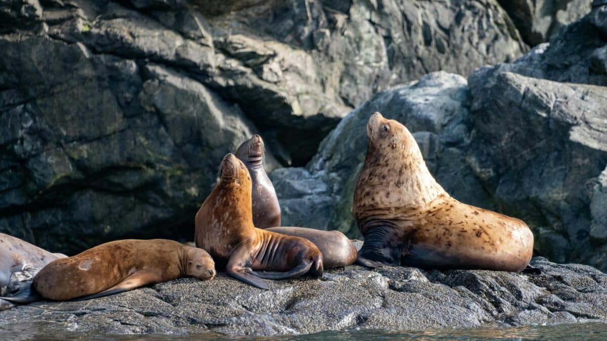 Groupe de lions de mer allongés sur des rochers le long d’une côte d’Alaska.