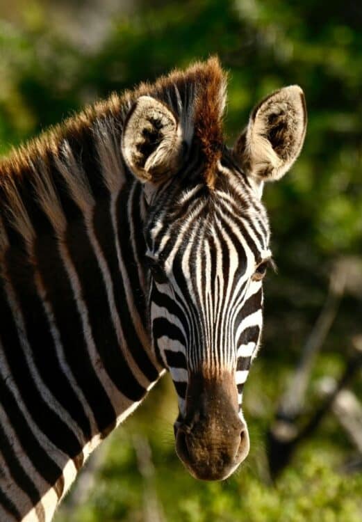Portrait rapproché d’un zèbre dans un environnement naturel