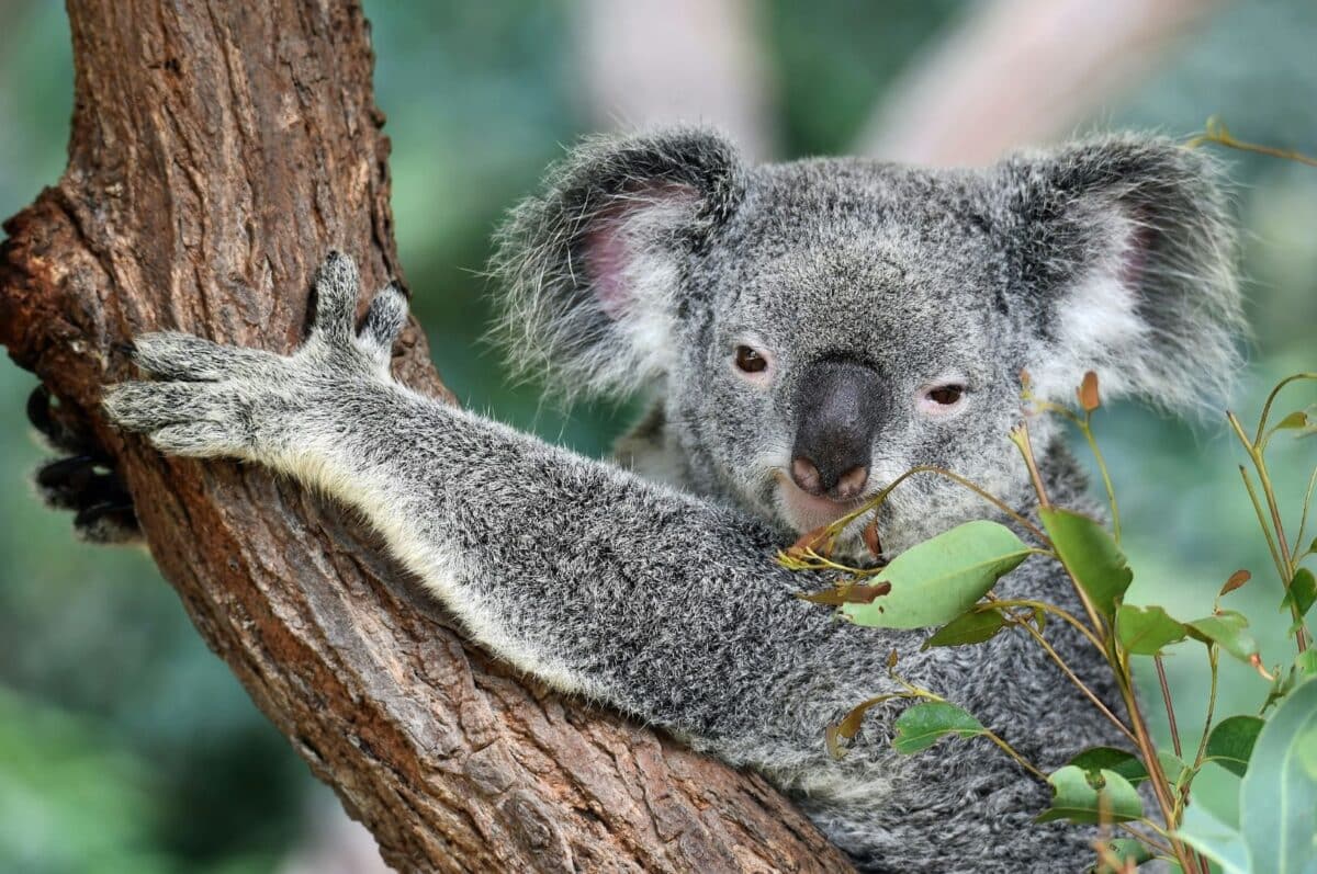 Koala australien accroché à un tronc d’eucalyptus dans son habitat naturel