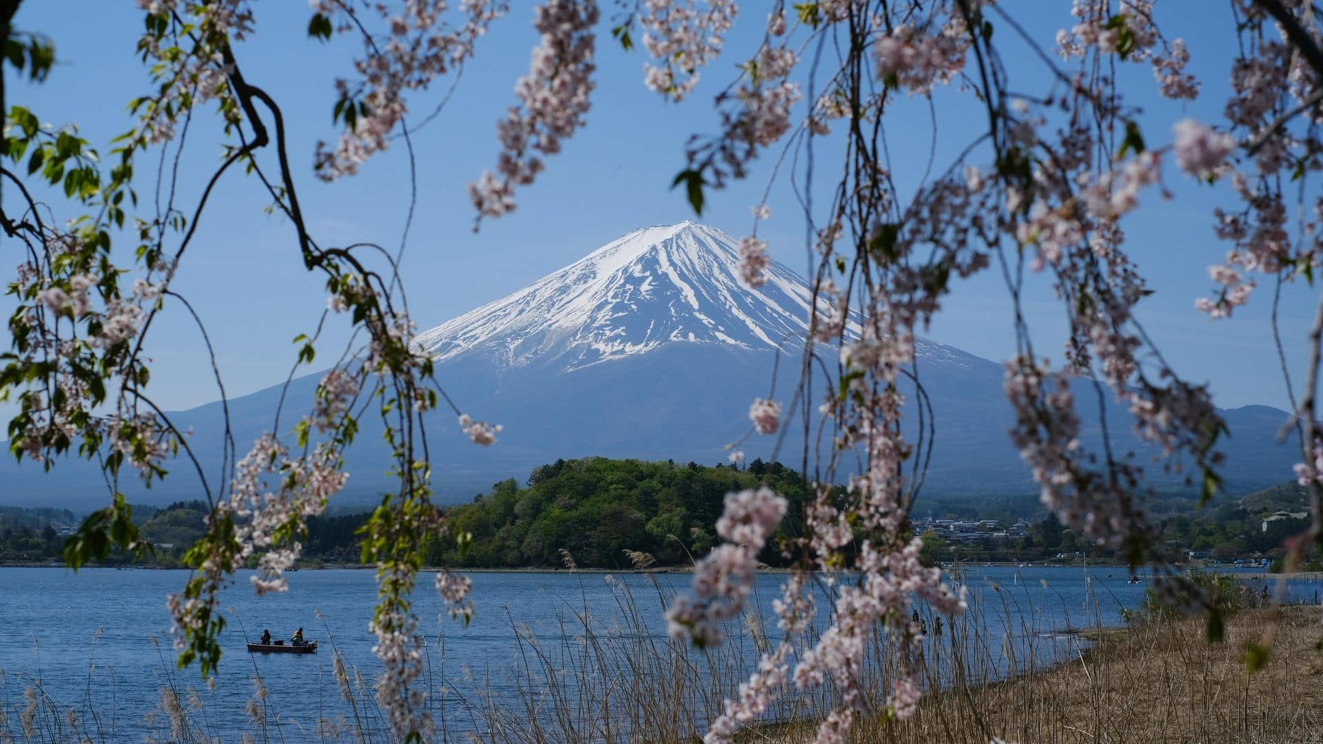 Mont Fuji enneigé encadré par des cerisiers en fleurs au bord d’un lac au Japon