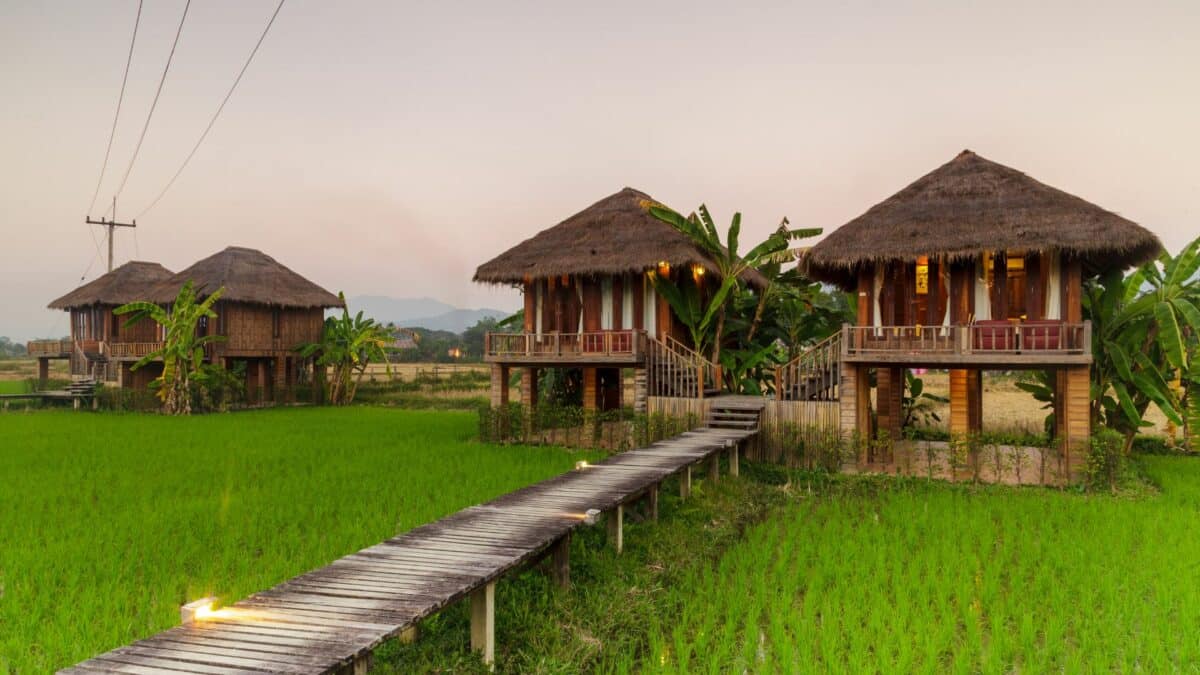 Lodges en bois sur pilotis au milieu des rizières verdoyantes au Laos.