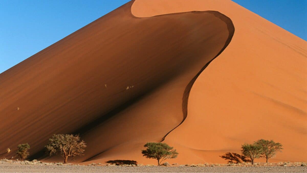 Immense dune de sable rouge dans le désert de Namibie avec quelques arbres au pied de la dune.