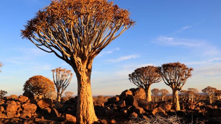 Arbres carquois dans un paysage rocheux en Namibie au coucher du soleil sous un ciel dégagé.