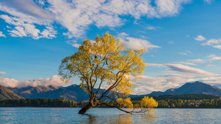Arbre solitaire dans le lac Wanaka au coucher du soleil avec montagnes en arrière-plan en Nouvelle-Zélande.