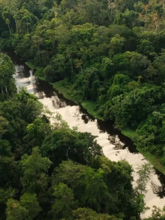 Vue aerienne d’une riviere sinueuse traversant la foret dense d’Amazonie peruvienne.