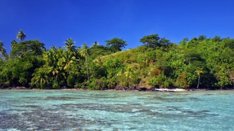 Végétation tropicale dense en bord de lagon en Polynésie française.