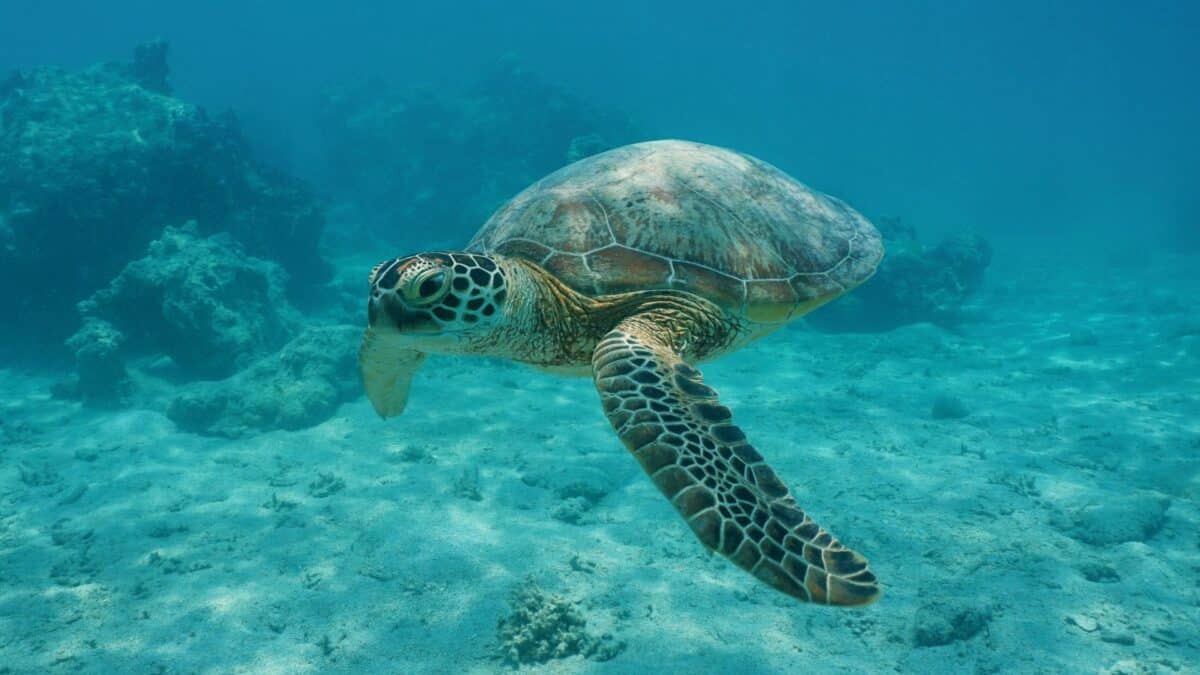 Tortue marine nageant dans les eaux claires de Polynésie française.