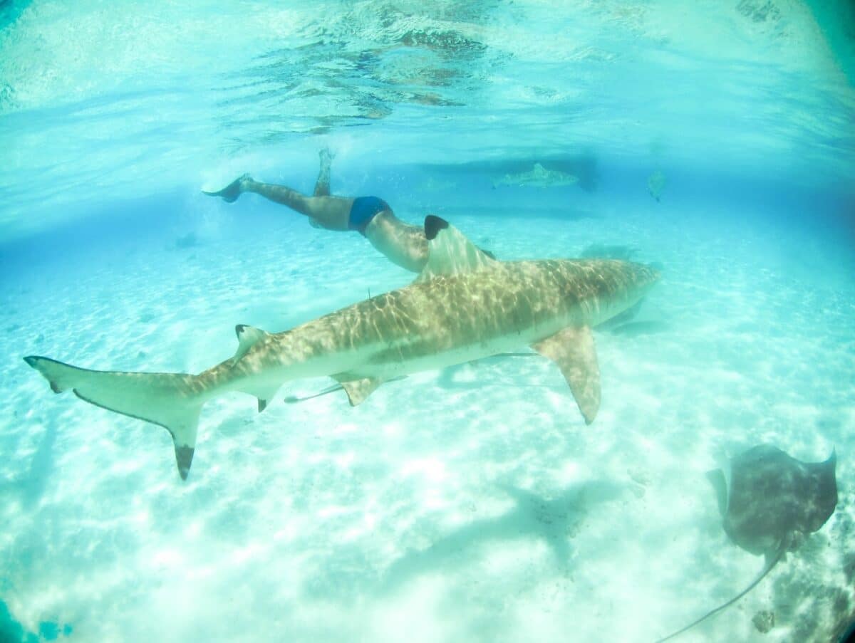 Snorkeling avec un requin dans un lagon turquoise de Polynésie