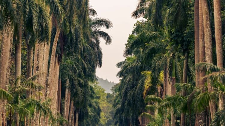 Allée de grands palmiers au cœur d’un paysage tropical verdoyant au Sri Lanka