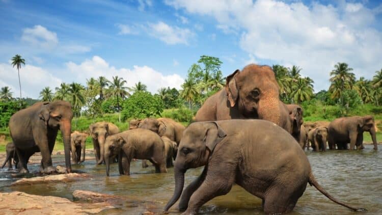 Troupeau d’éléphants d’Asie se baignant dans une rivière tropicale au Sri Lanka entourée de végétation luxuriante